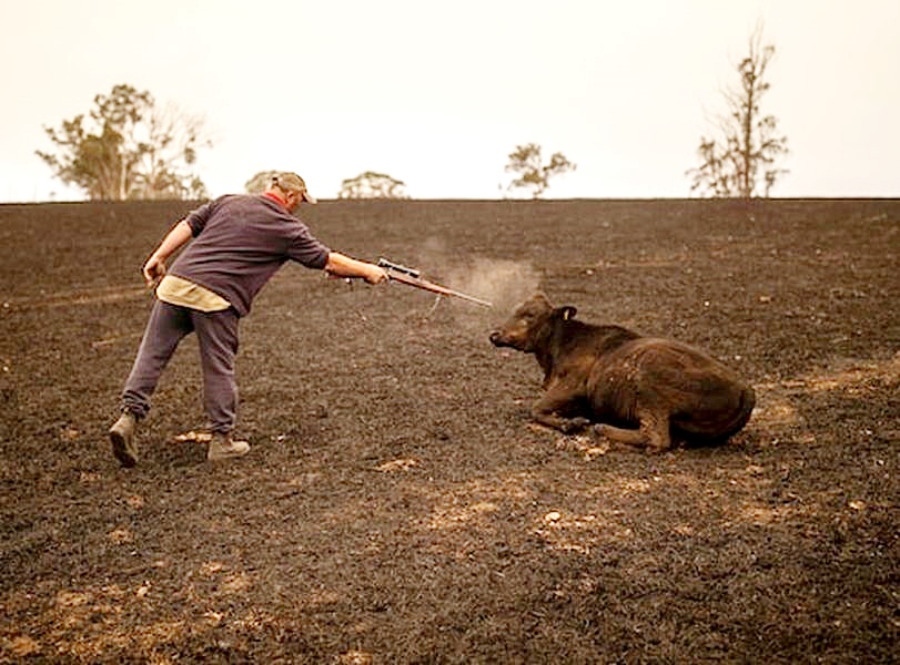 澳洲山火致20牛严重烧伤 农夫含泪开枪「安乐死」